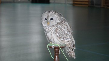 Dravci - 11.3.2010