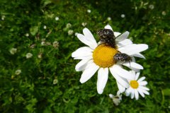 Oxythyrea funesta (Poda, 1761) - zlatohlávek tmavý