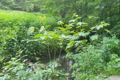 Užovka obojková
