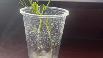 Výsledky našeho klíčení