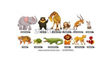 October 2ABC/ Wild Animals