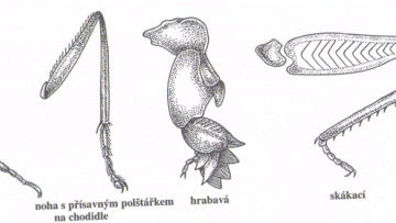 Týdenní úkol Př 30.3. - 3.4. (6.r.)