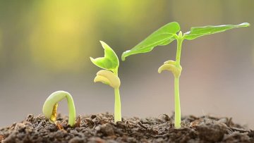 Badatelský úkol - Anatomie a růst rostlin: 1) Klíčení semen