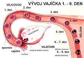 8.B Týdenní plán domácí výuky od 15.6.