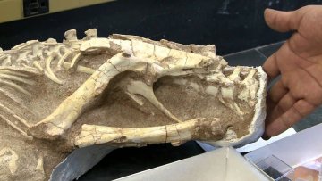 Záhadný paleontologický objev
