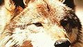 Lobo